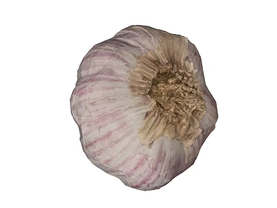 Fresh Organic Whole Garlic Bulb With Purple White Stripes And Papery Skin 3d model