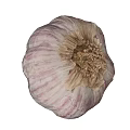 Fresh Organic Whole Garlic Bulb With Purple White Stripes And Papery Skin