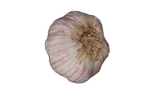 Modern Garlic 3d model