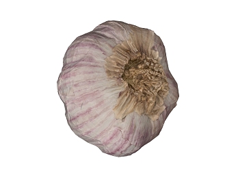 Modern Garlic 3d model