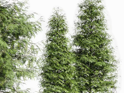Tall Green Arbor Trees With Lush Foliage And Dense Branches Against White Background 3d model
