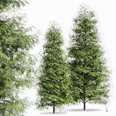 Tall Green Arbor Trees With Lush Foliage And Dense Branches Against White Background 3d model