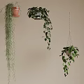Hanging Basket Plants with Lush Trailing Greenery in Terracotta Pots and Macramé for Indoor Decor
