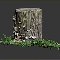 Rustic Tree Stump Surrounded by Lush Green Moss and Wild Mushrooms