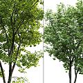 Modern Tree Landscape Tree Beech Tree 3d model