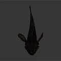 Distinctive Aquatic Animal With Black Body Large Mouth Fan Shaped Fins And Red Accents