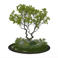 Circular Tree Pit With Curved Tree Trunk Green Plants And Purple Flowers