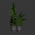 Lush Indoor Plants of Different Varieties in Metal Planters with Grey Background