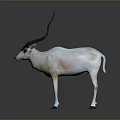Oryx With White Body Black Head And Long Turquoise Horns On Gray Background