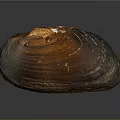 Detailed Brown Shell Structure Resembling Organ With Hair Like Texture Features