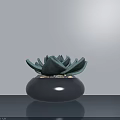 Potted Succulent Plant in Dark Round Pot on Smooth Surface with Light Wall