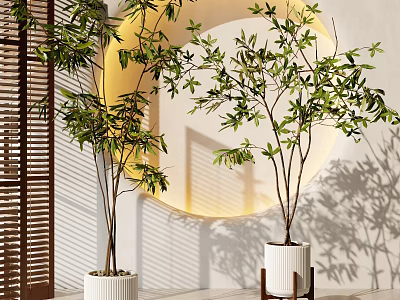 Decorative Indoor Bonsai Potted Plants With Lush Green Leaves In White Planters 3d model