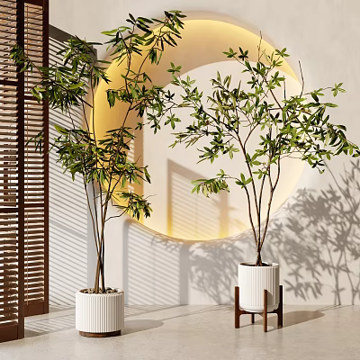 Decorative Indoor Bonsai Potted Plants With Lush Green Leaves In White Planters 3d model