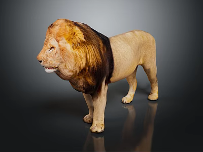 Adult Male Lion With Brown Mane Standing On Dark Shiny Background 3d model