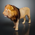 Adult Male Lion With Brown Mane Standing On Dark Shiny Background