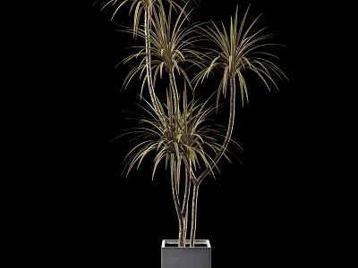 Potted Bonsai Plant with Multiple Stems Long Narrow Yellow Edge Leaves in Square Gray Planter 3d model