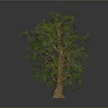 Tall Lush Tree with Thick Brown Trunk and Green Foliage in