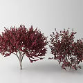 Red Foliage Arbor Trees With Lush Branches In White Background 3d model