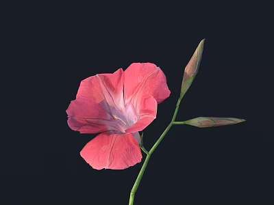 Fresh Pink Flower With Petals And Buds On Green Stem Against Black Background 3d model