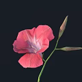 Fresh Pink Flower With Petals And Buds On Green Stem Against Black Background