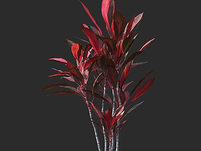 Beautiful Red Leaf Arbor With Tall Slender Trunks And Lush Vibrant Foliage 3d model