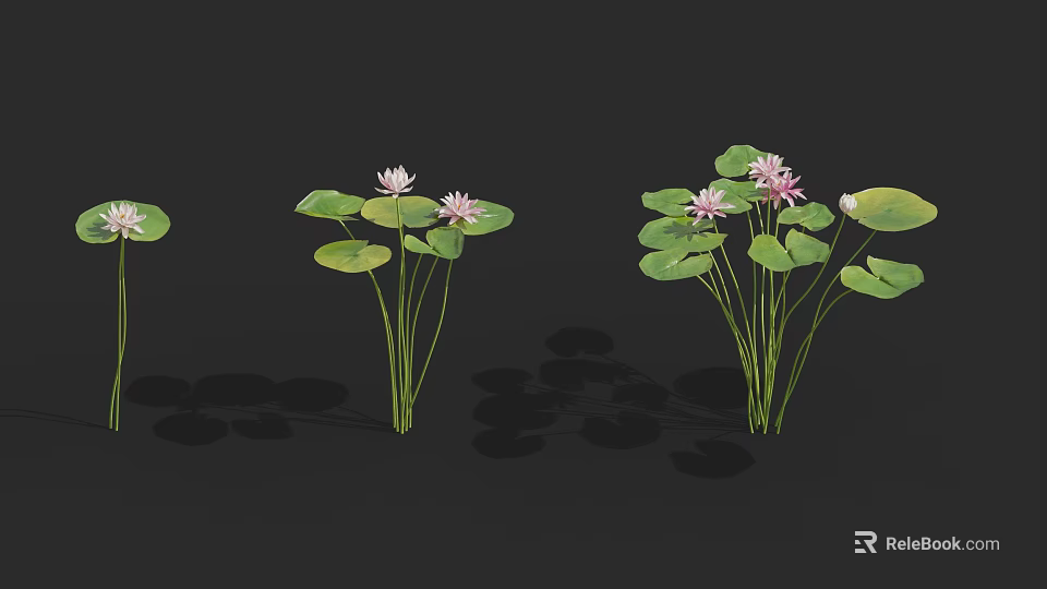 Beautiful Water Lilies With Pink Flowers And Green Leaves On Dark Background 3d model 