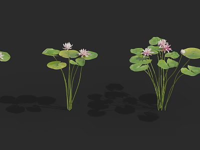 Beautiful Water Lilies With Pink Flowers And Green Leaves On Dark Background 3d model