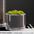 Decorative Bonsai Plants in Glass Vases with Green Moss on Stacked Books