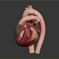 Medical Device 3D Heart Model for Anatomical Study and Educational Use 3d model