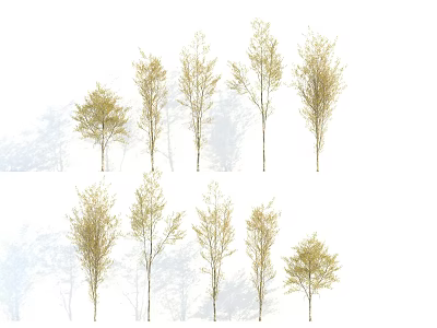 Arbor Trees with Various Postures Heights Light Yellow Leaves Slender Trunks White Background and Shadows 3d model