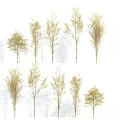 Arbor Trees with Various Postures Heights Light Yellow Leaves Slender Trunks White Background and Shadows