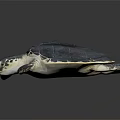 Adult Sea Turtle With Dark Shell And Extended Flippers On Black Surface