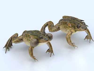 Two Frogs with Inflated Vocal Sacs Standing on White Background 3d model