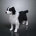 Black and White Border Collie Standing With Long Fur On Gray Background Reflective Floor