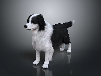 Black and White Border Collie Standing With Long Fur On Gray Background Reflective Floor 3d model