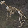 Dog Like Mammal Skeleton With Complete Bone Structure On Grassland Background 3d model