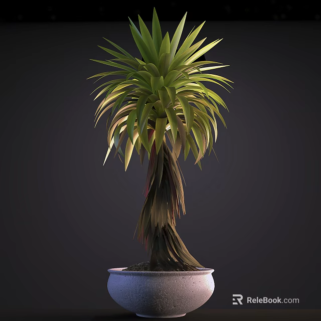 Lush Green Bonsai Plant With Slender Textured Trunk In White Ceramic Pot 3d model 