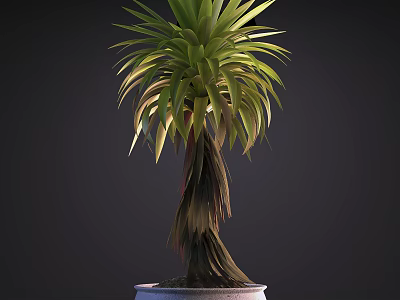 Lush Green Bonsai Plant With Slender Textured Trunk In White Ceramic Pot 3d model