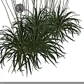 Purple Flowering Allium Plants With Green Leaves And Height Measurement