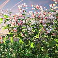 Lush Shrub with White and Red Flowers and Green Leaves in Sunset Garden