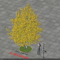 Yellow Leaf North American White Birch Tree on Circular Lawn and Paved Ground