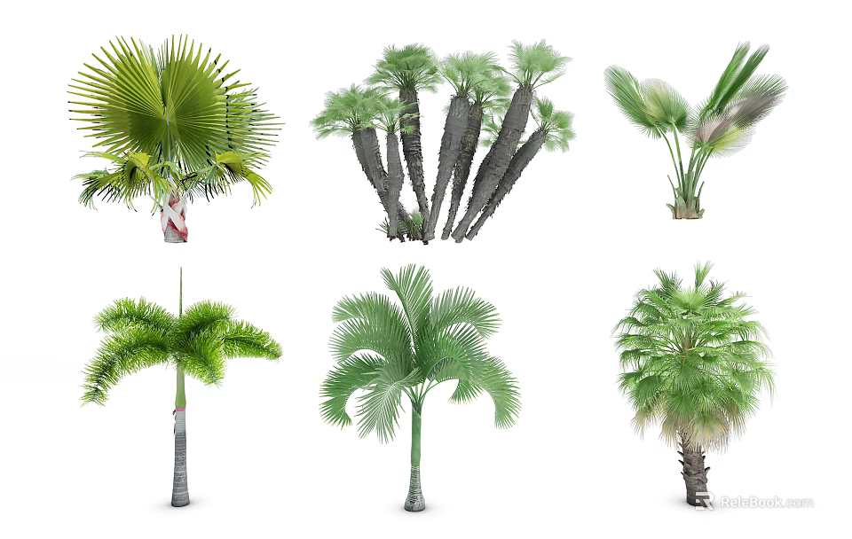 Tropical Palm Trees Various Species With Green Fronds And Distinct Trunks Isolated On White 3d model 