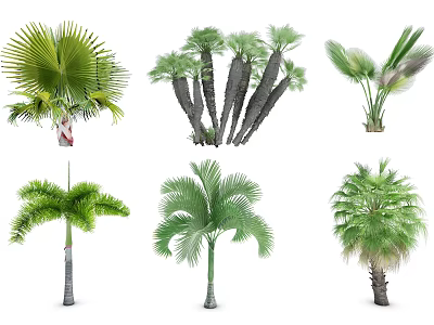 Tropical Palm Trees Various Species With Green Fronds And Distinct Trunks Isolated On White 3d model