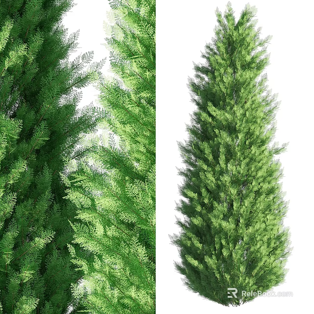Evergreen Arbor With Lush Green Foliage And Tall Straight Trunk 3d model 