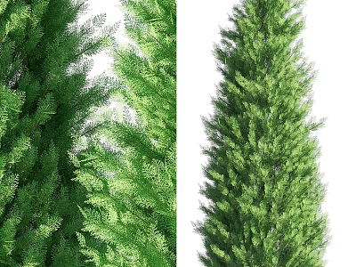 Evergreen Arbor With Lush Green Foliage And Tall Straight Trunk 3d model