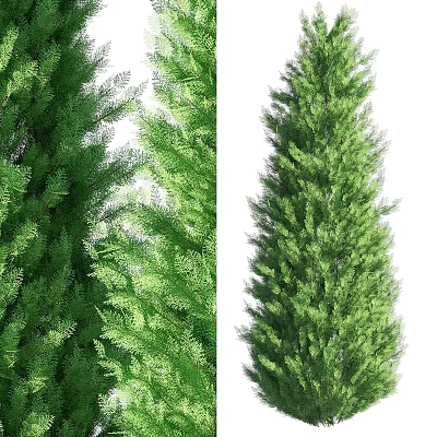 Evergreen Arbor With Lush Green Foliage And Tall Straight Trunk 3d model