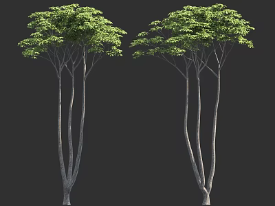 Two Tall Trees With Slender Trunks And Lush Green Leaves On Black Background 3d model