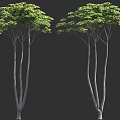 Two Tall Trees With Slender Trunks And Lush Green Leaves On Black Background