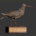 Taxidermy Bird Specimen Standing on Wooden Base With Labeled Plaque
