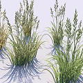 Lush Varied Grass Plants Featuring Green And Golden Tall Slender Leaves And Ornamental Clumping Foliage